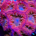 Star Titan Blastomussa Coral