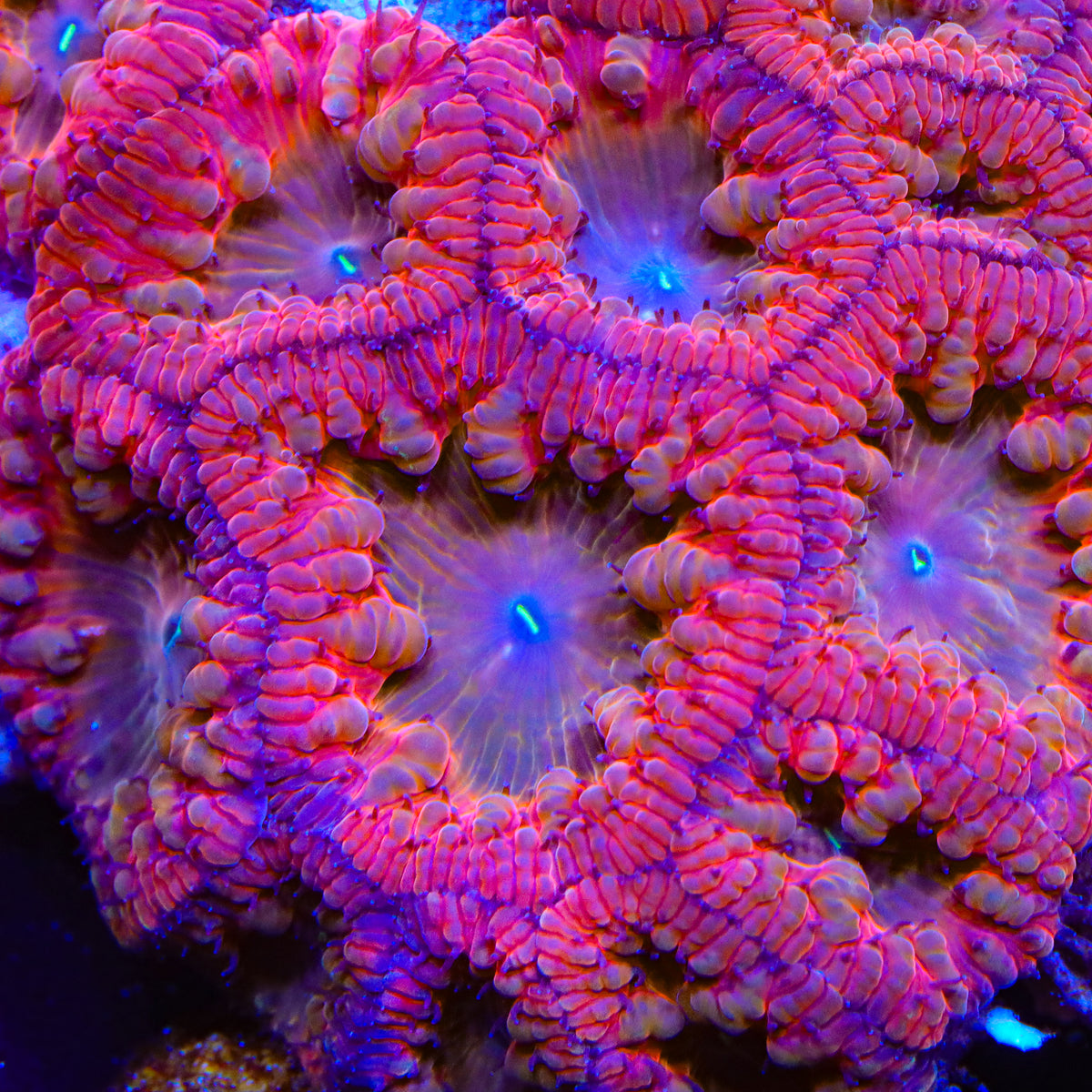 Star Titan Blastomussa Coral