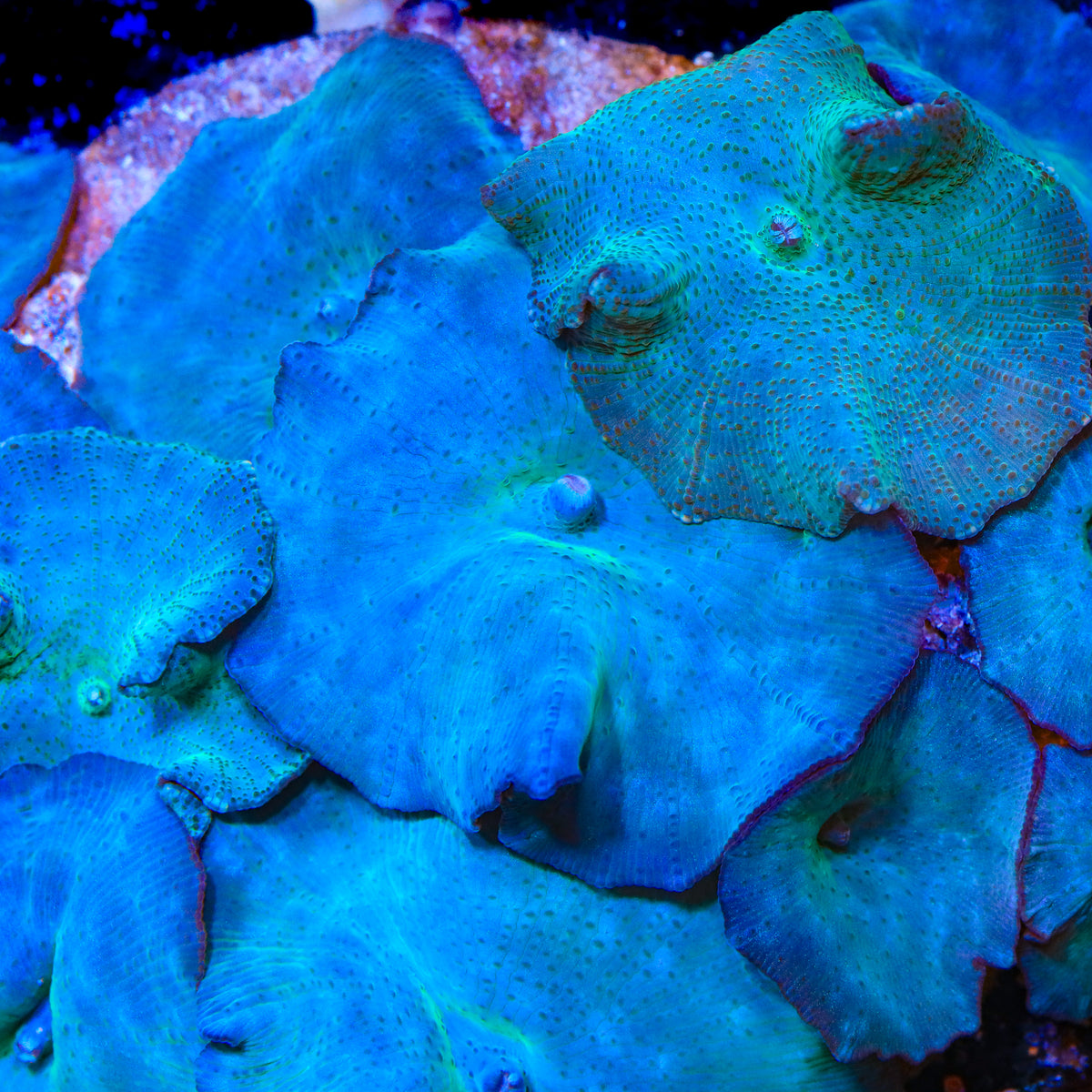 Sky Walker Mushroom Coral