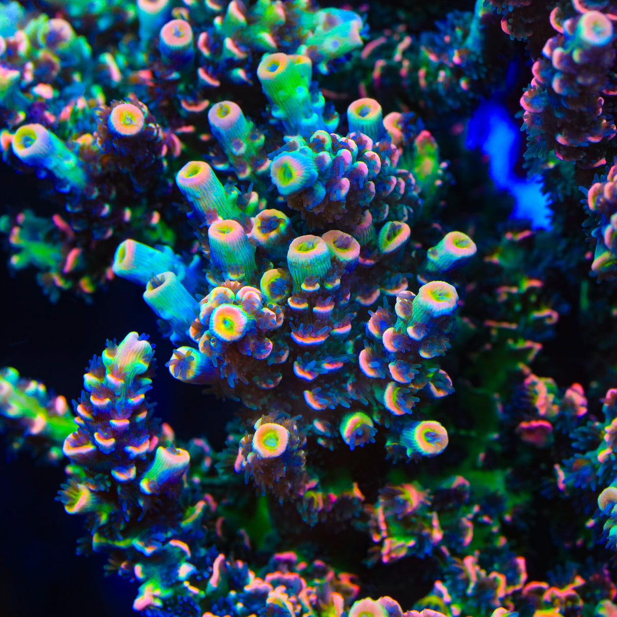 BkChem Froot Loops Acropora Coral