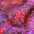 TSA Cosmic Cloud Grafted Cyphastrea Coral
