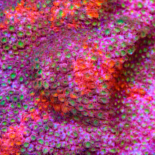 TSA Cosmic Cloud Grafted Cyphastrea Coral