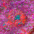 TSA Color Burst Triple Graft Cyphastrea Coral