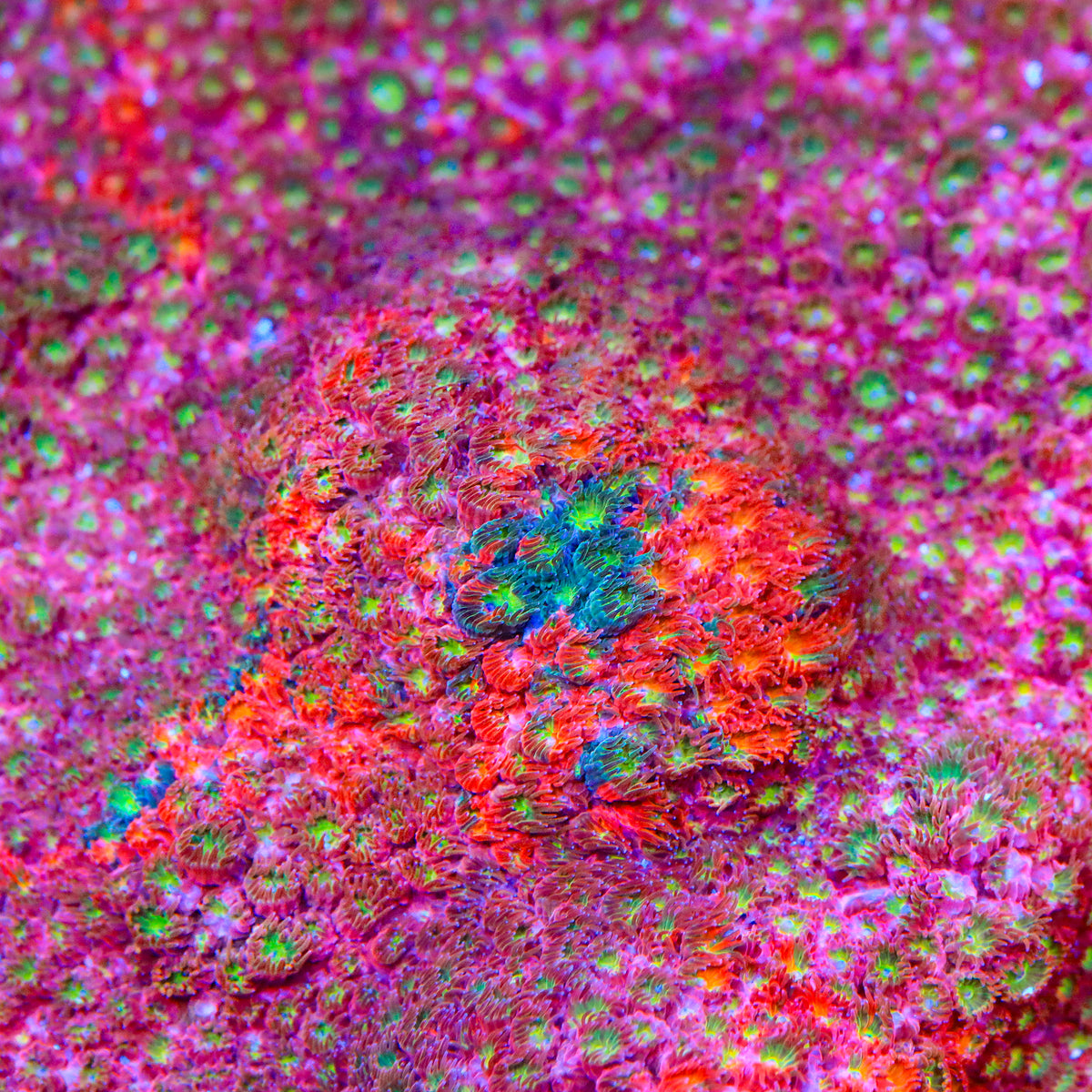 TSA Color Burst Triple Graft Cyphastrea Coral