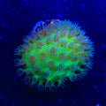 Yellow Fiji Toadstool Leather Coral