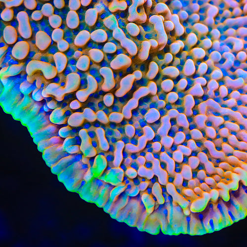 TSA Mango Tango Montipora Coral