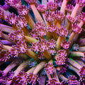 Pastel Dream Goniopora Coral