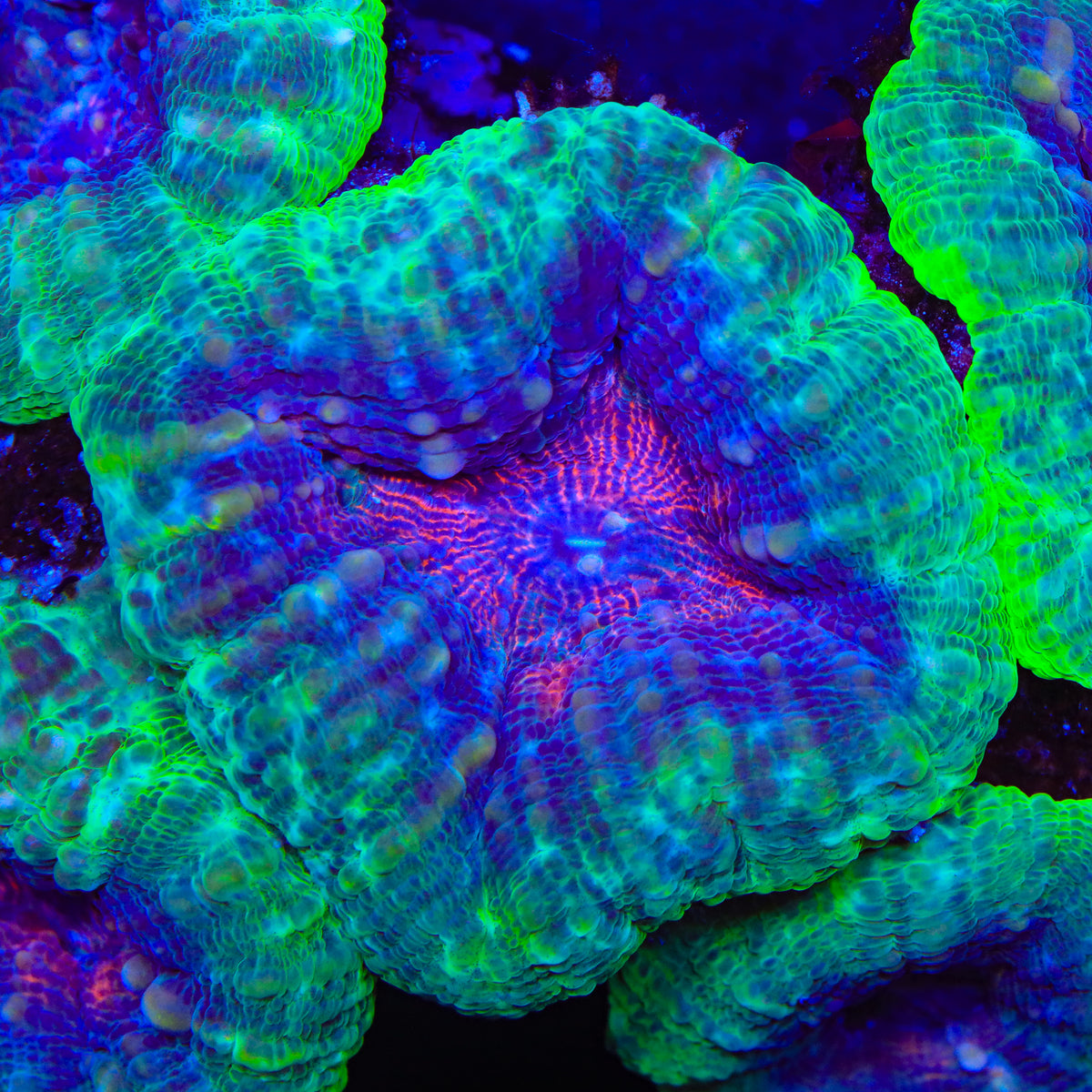 Wishing Well Lobophyllia Coral
