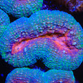 Enchanted Sprinkle Lobophyllia Coral