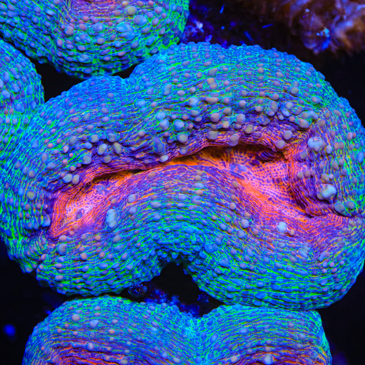 Enchanted Sprinkle Lobophyllia Coral
