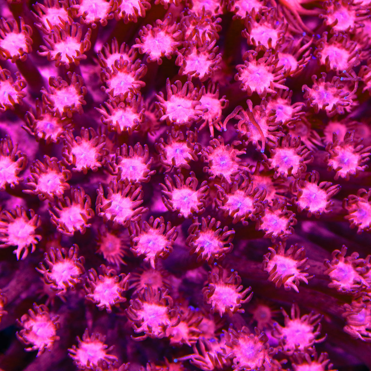 Ruby Red Goniopora Coral