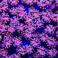 Sugar Rush Goniopora Coral