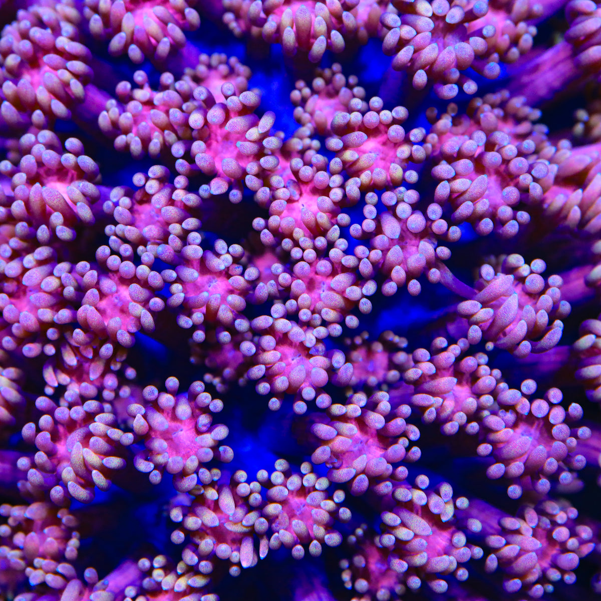 Sugar Rush Goniopora Coral