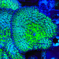 Key Lime Mushroom Coral