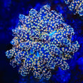 Honeycomb Octospawn Coral