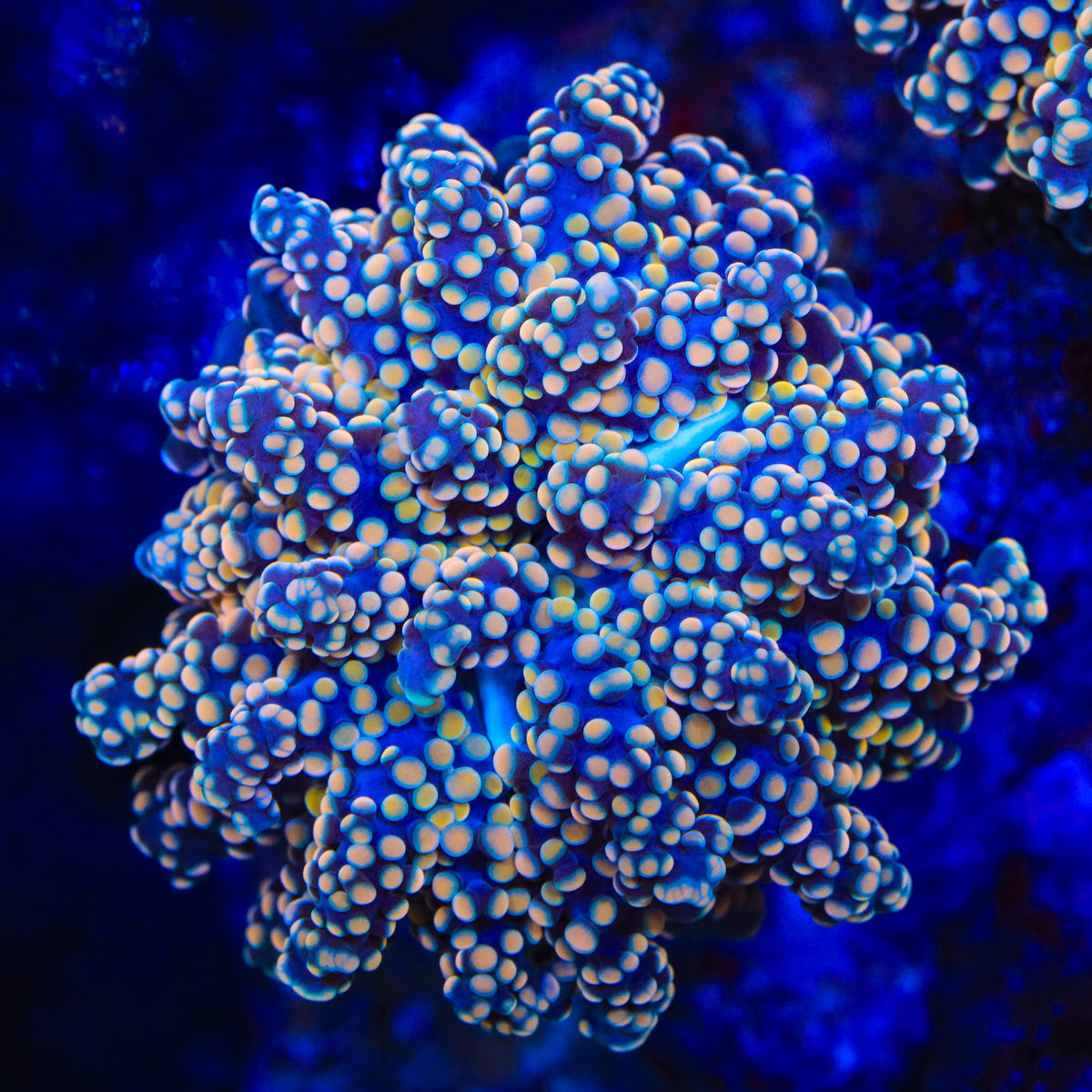 Honeycomb Octospawn Coral