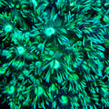 Emerald Crusader Goniopora Coral