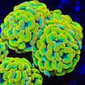 Radioactive Yellow Hammer Coral