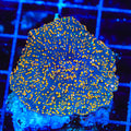 Steller Mango Mushroom Coral