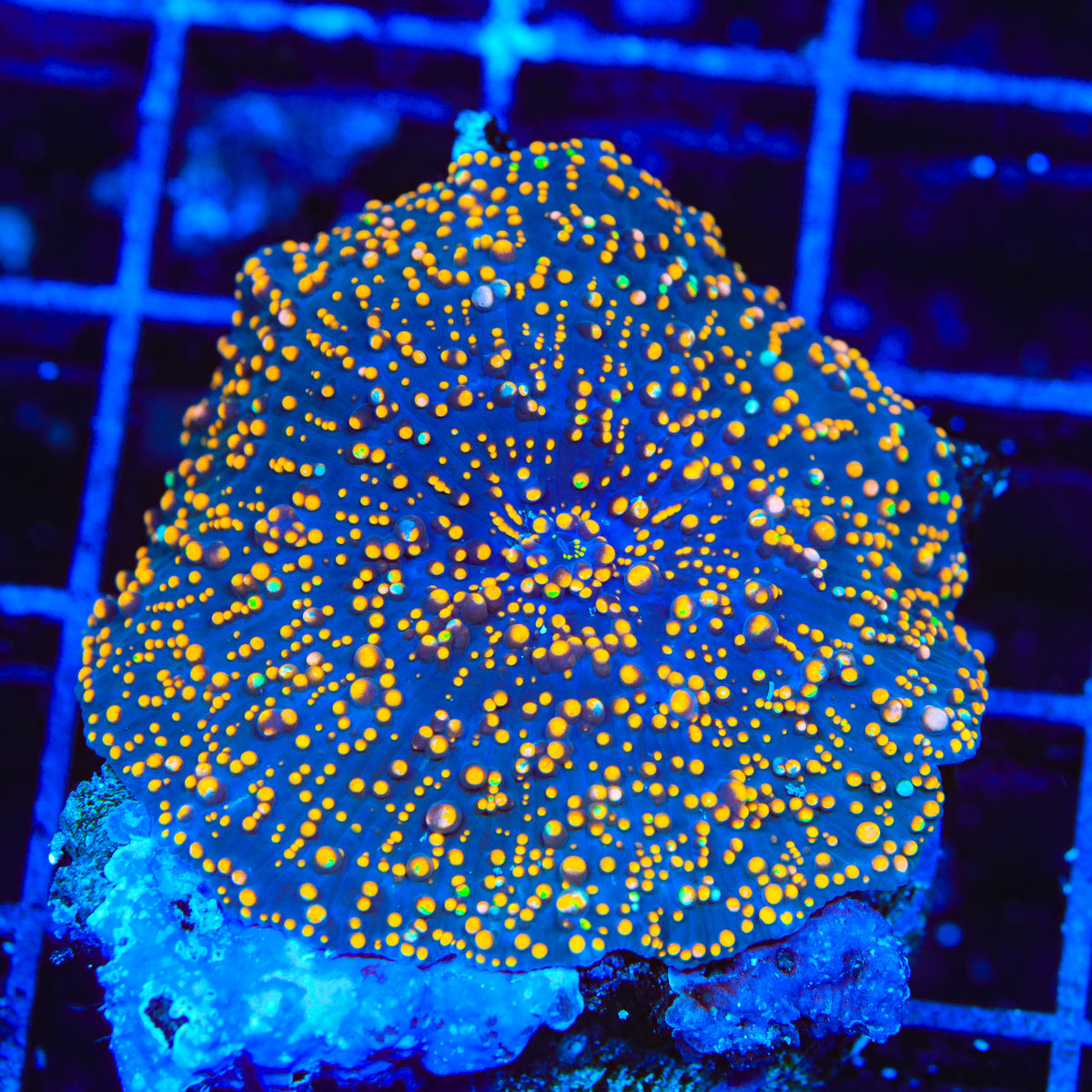 Steller Mango Mushroom Coral