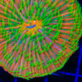 TSA Sun Rider Aquacultured Plate Coral