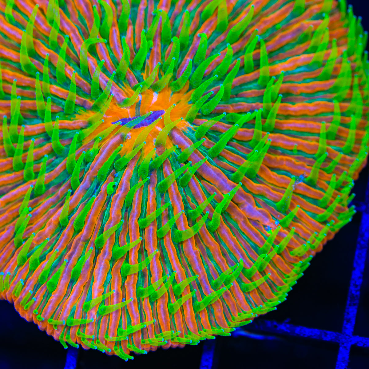 TSA Sun Rider Aquacultured Plate Coral