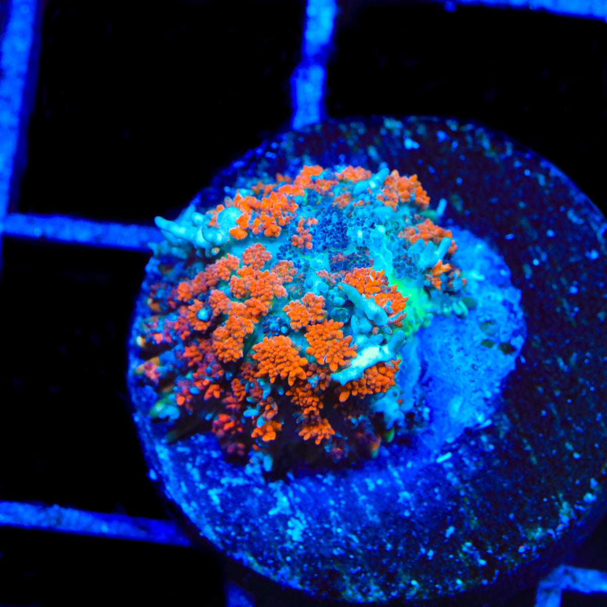TSA Tangerine Twist Persian Mushroom Coral