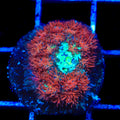 TSA Peach Punch Persian Mushroom Coral