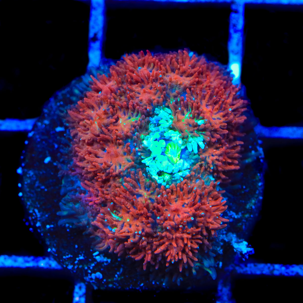 TSA Peach Punch Persian Mushroom Coral