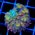 TSA Sunny Sidekick Persian Mushroom Coral