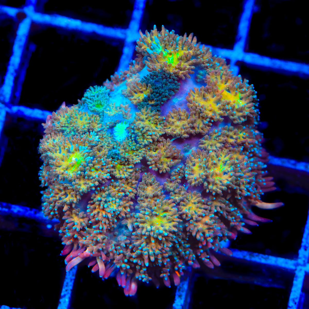 TSA Sunny Sidekick Persian Mushroom Coral