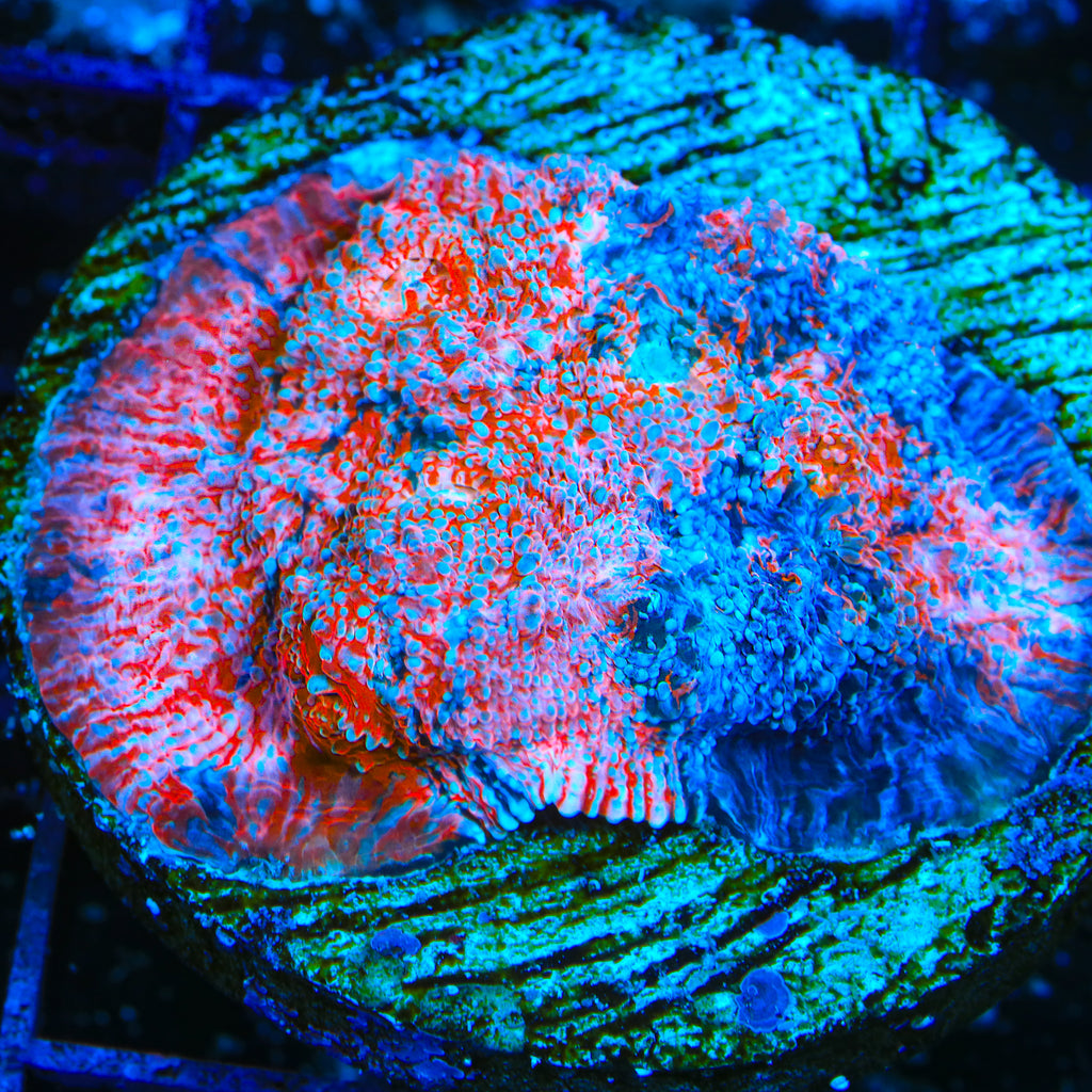 TSA Berry Blitz Chalice Coral