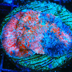 TSA Berry Blitz Chalice Coral
