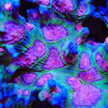 TSA Sugar Storm Pectinia Coral