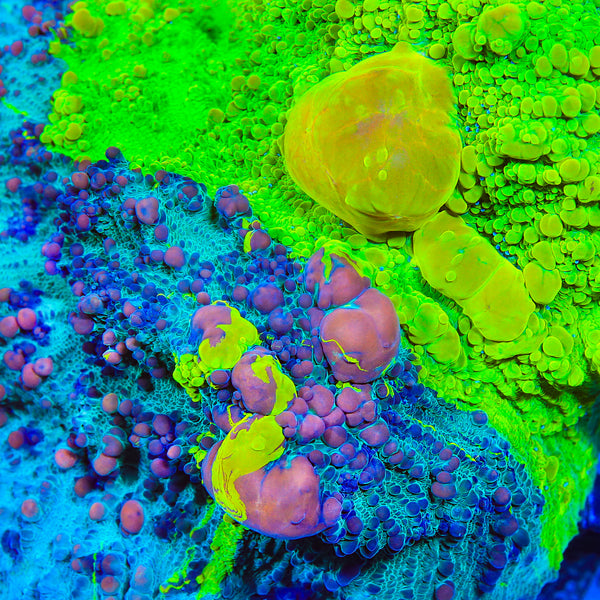 Cosmic Candy Bounce Triple Graft Chalice Coral