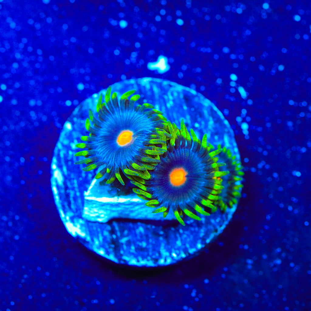 TSA Firefly Zoanthids Coral