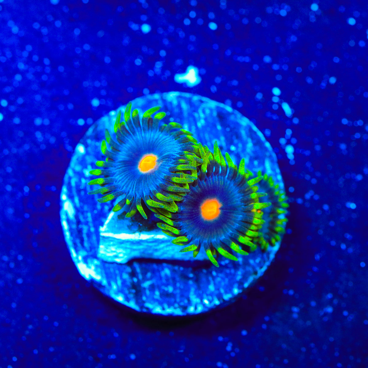 TSA Firefly Zoanthids Coral