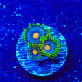 TSA Firefly Zoanthids Coral
