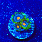 TSA Firefly Zoanthids Coral