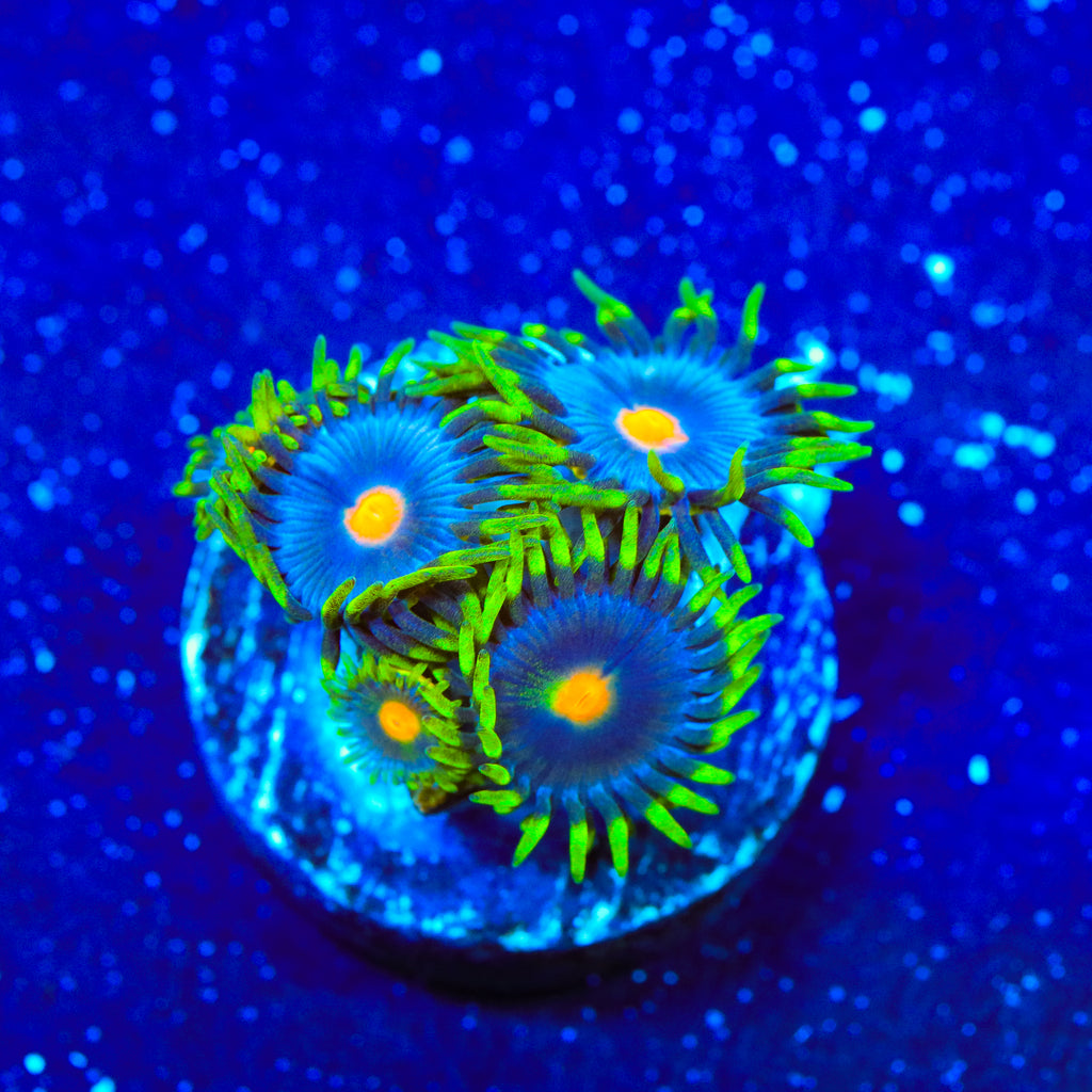 TSA Firefly Zoanthids Coral