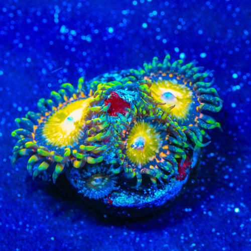 TSA Kaleidoscope Zoanthids Coral