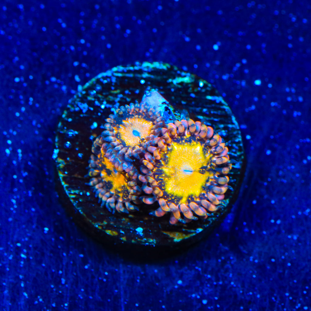 TSA Space Leopard Zoanthids Coral