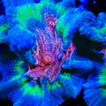 TSA Purple Heart Pectinia Coral