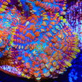 Juggernaut Mushroom Coral