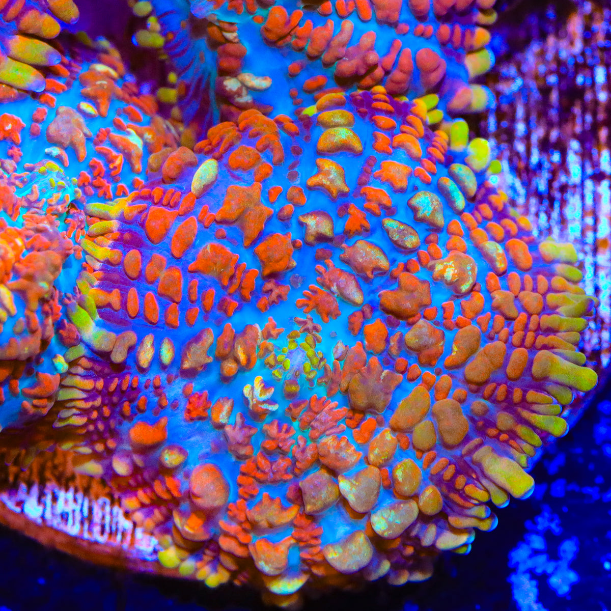 Juggernaut Mushroom Coral