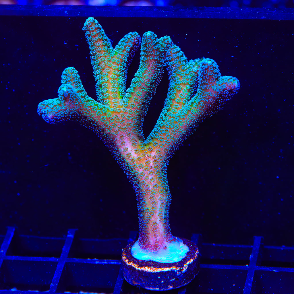 JF Enchanted Forest Birdsnest XL Frag Coral