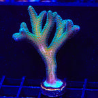 JF Enchanted Forest Birdsnest XL Frag Coral