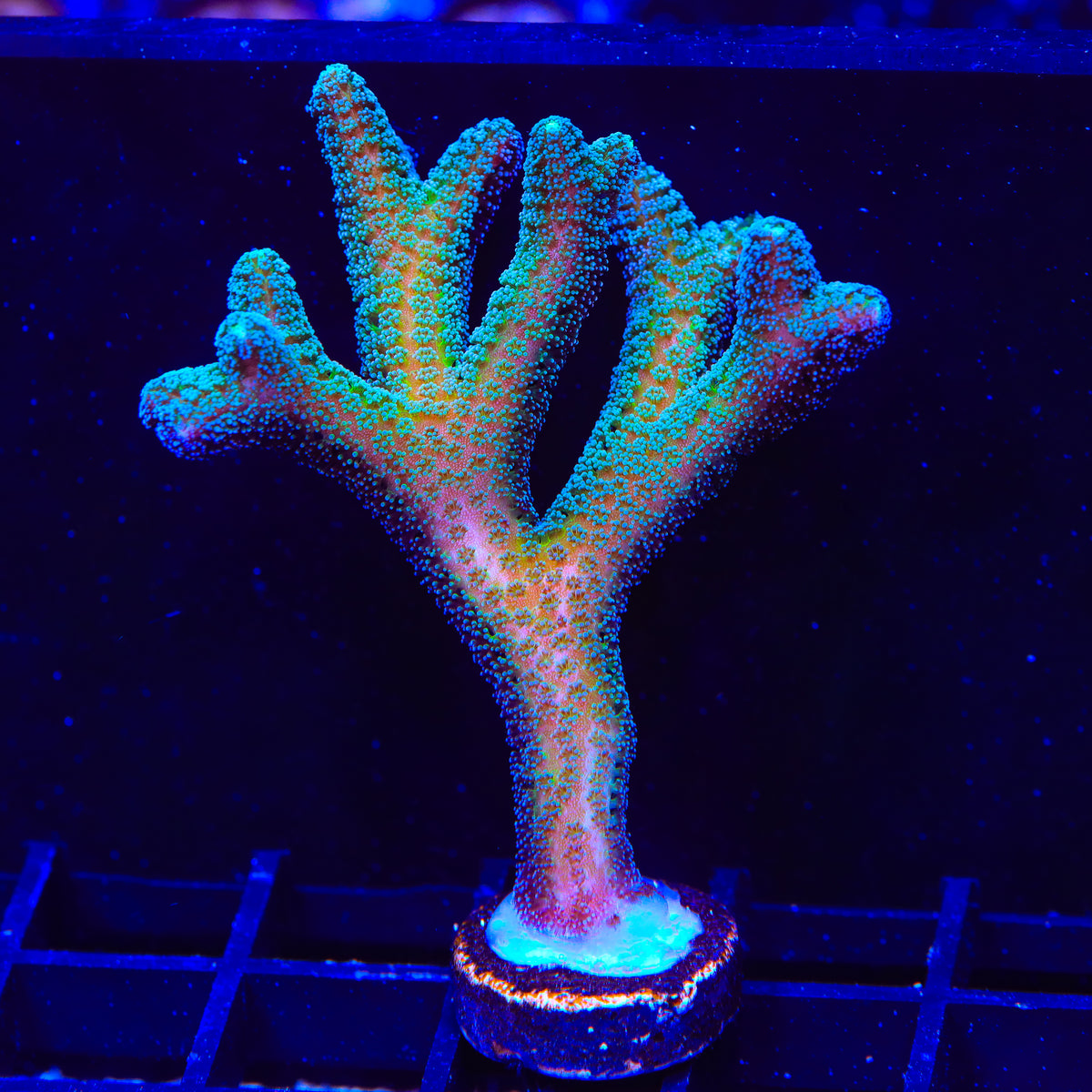 JF Enchanted Forest Birdsnest XL Frag Coral