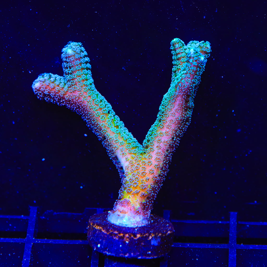 JF Enchanted Forest Birdsnest XL Frag Coral