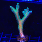 JF Enchanted Forest Birdsnest XL Frag Coral
